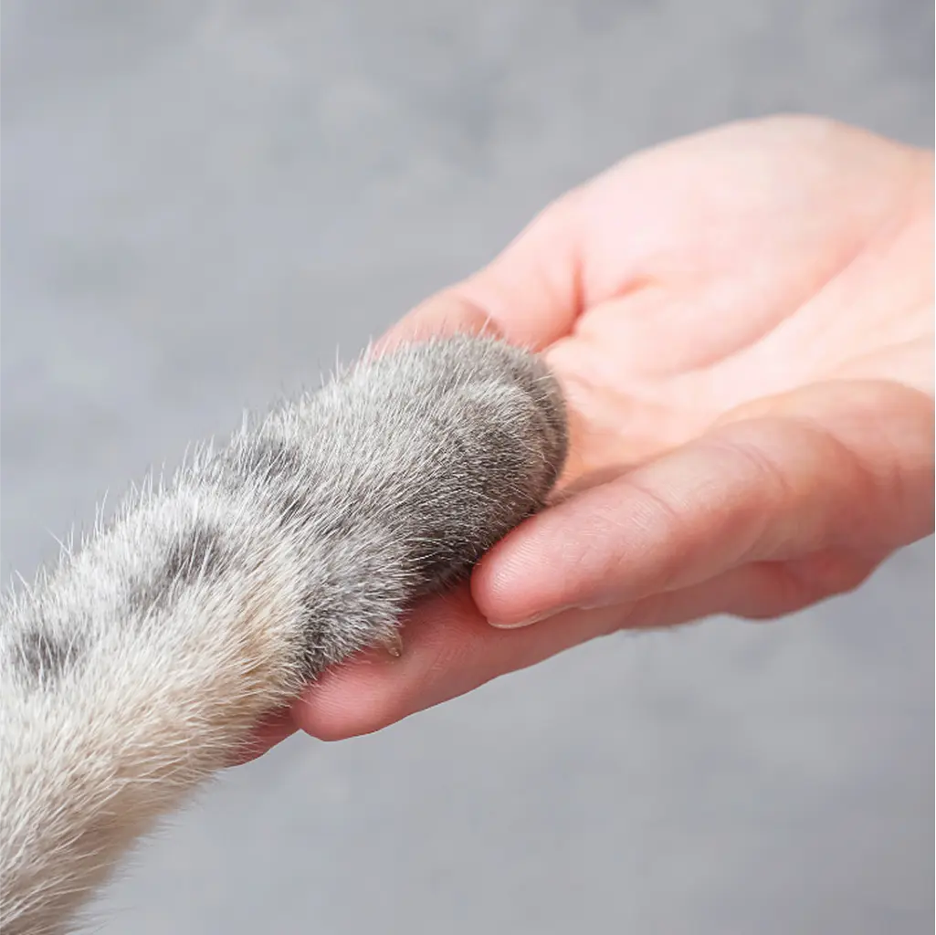 Animal health